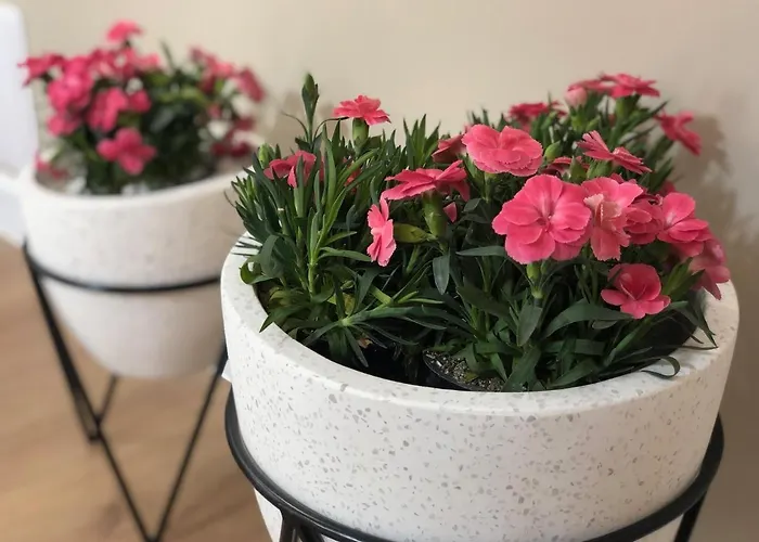 Mitra Luxury Daire Shumen